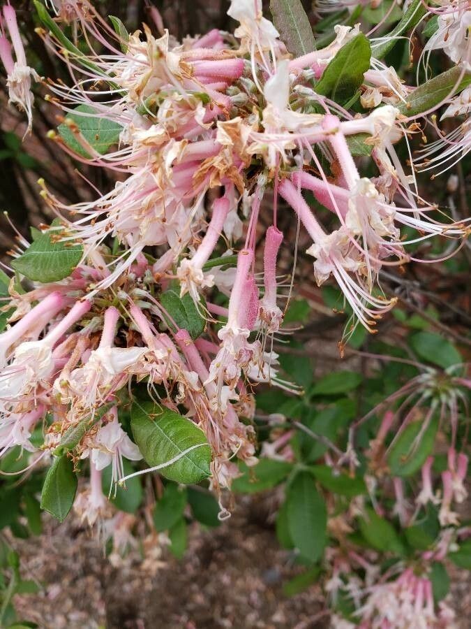 Rhododendron canescens flower