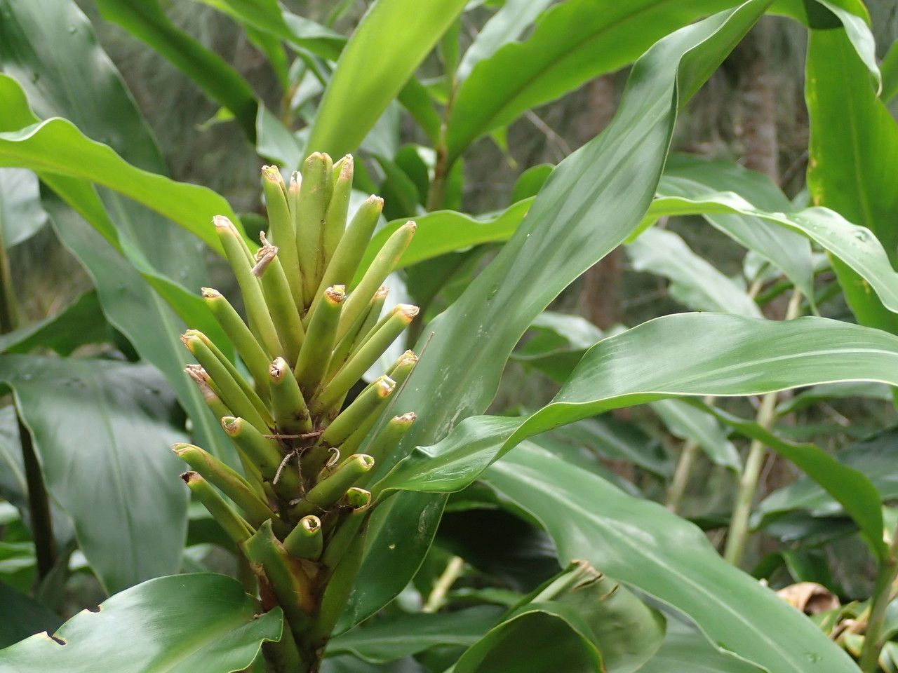 Hedychium flavescens fruit