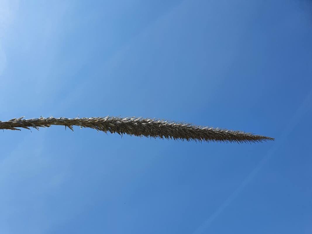 Dasylirion serratifolium fruit