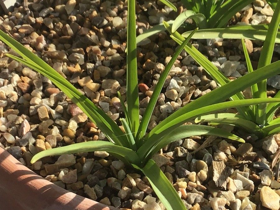 Paradisea lusitanica — related species from the same genus