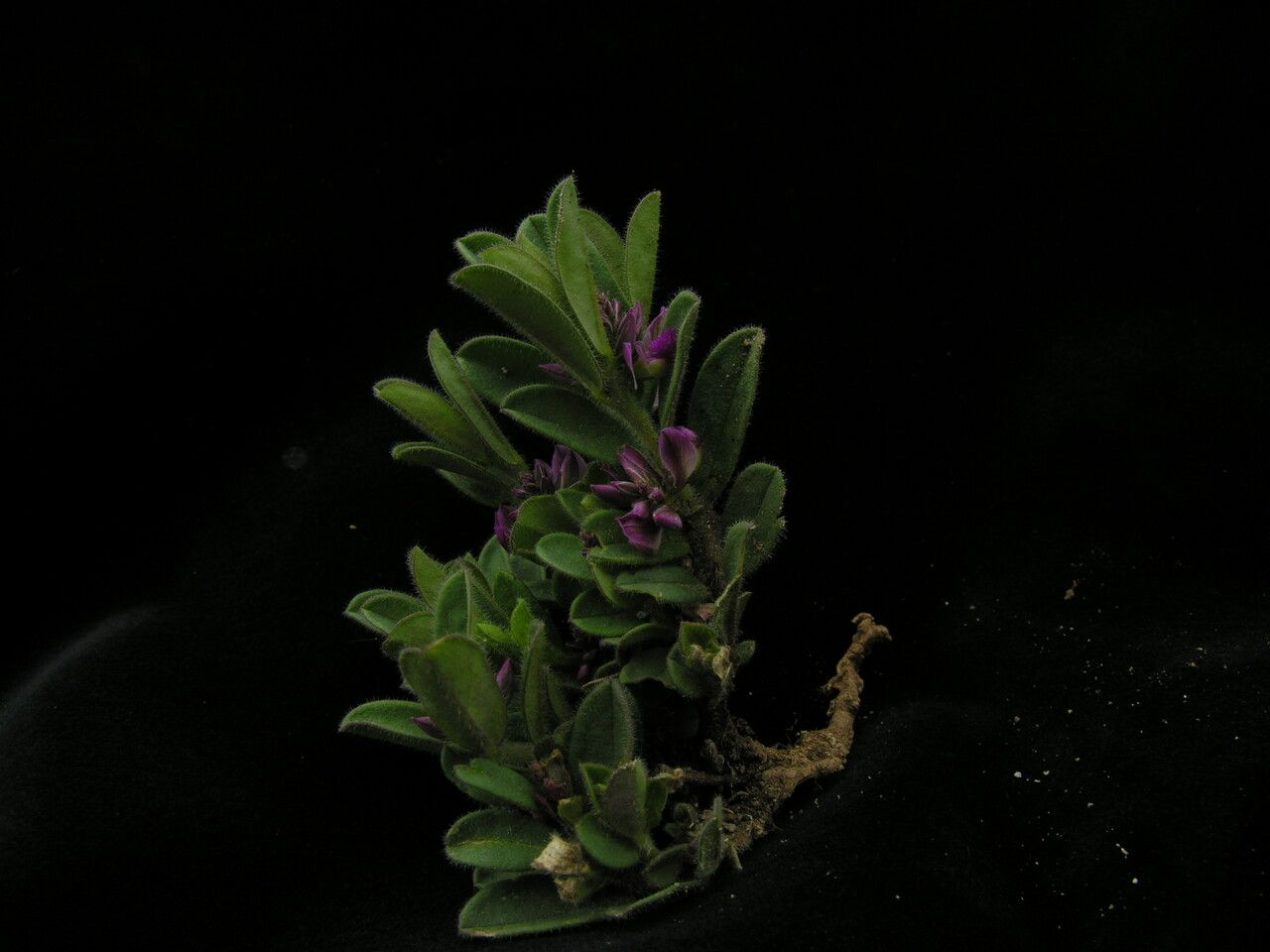 Polygala crotalarioides habit