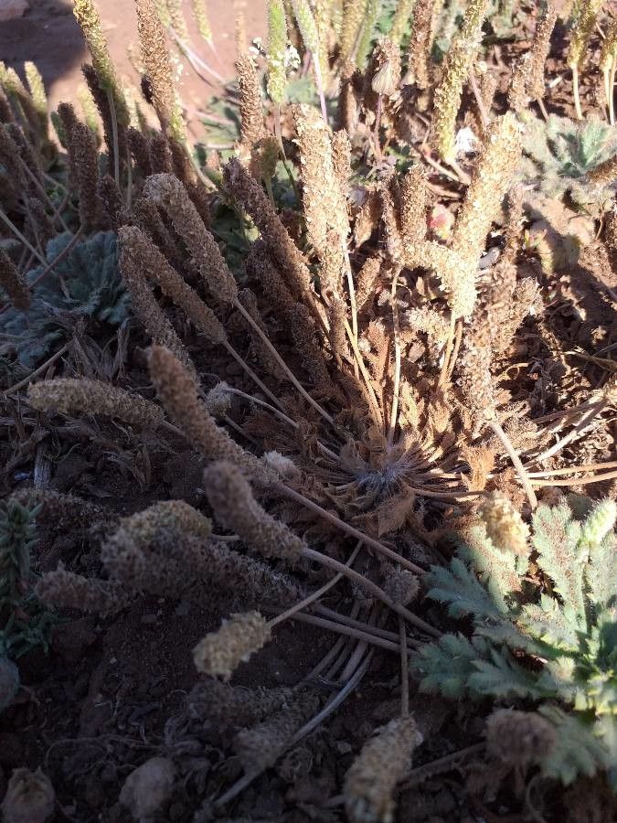 Plantago macrorhiza flower