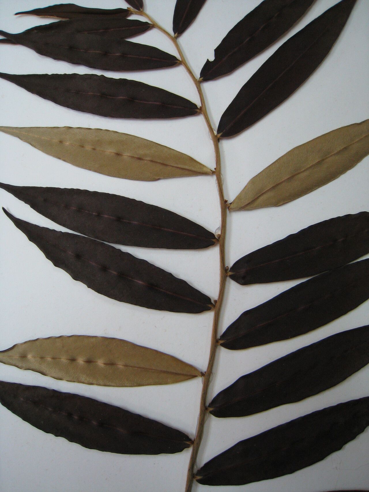 Diospyros dichroa other