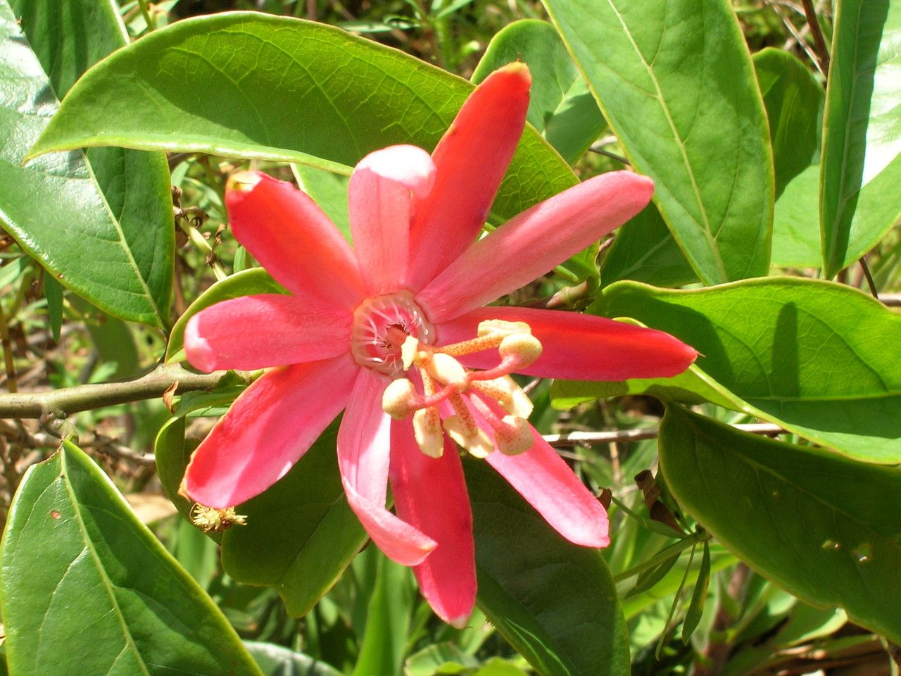 Passiflora glandulosa flower