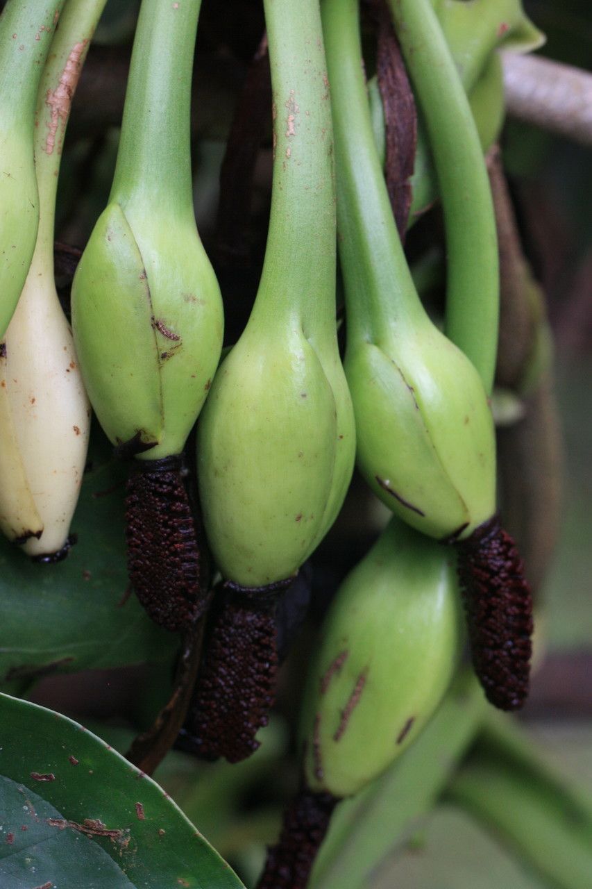 Syngonium hoffmannii fruit
