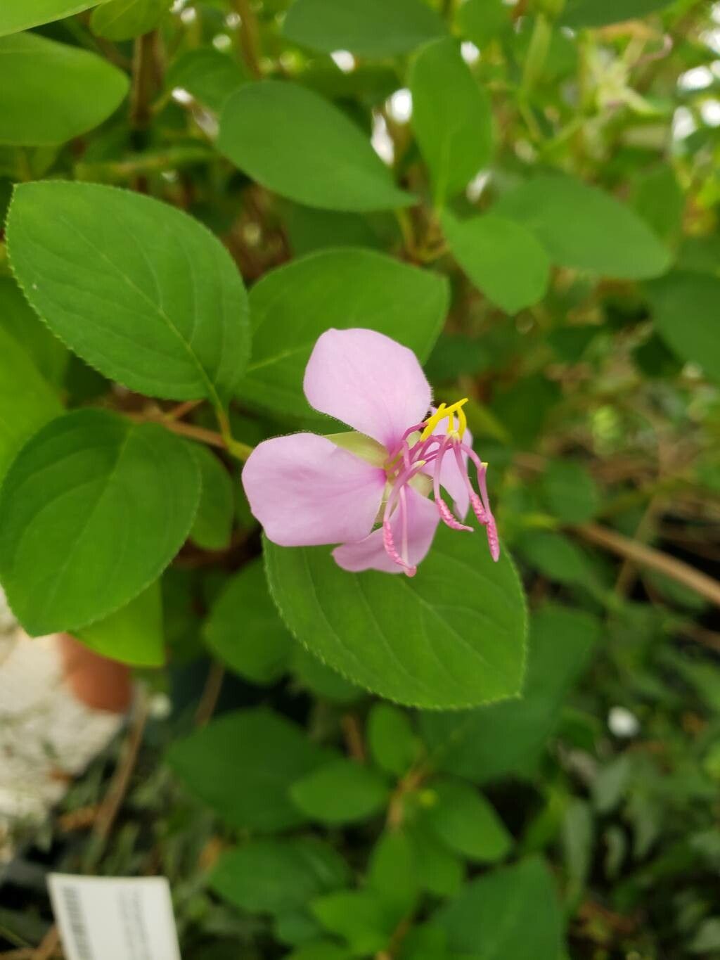 Heterocentron suffruticosum flower