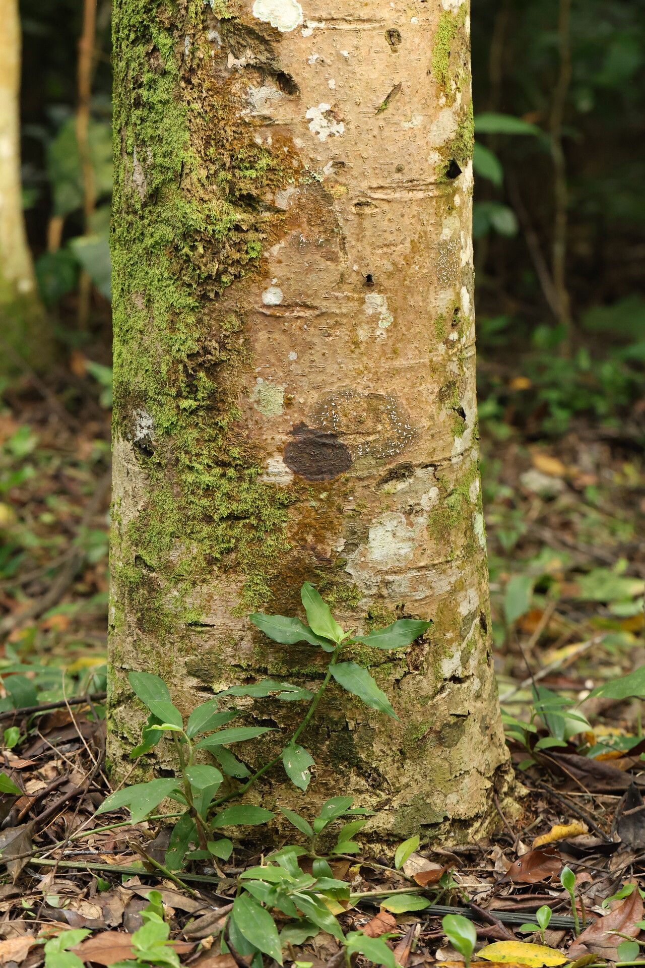 Bersama yangambiensis bark