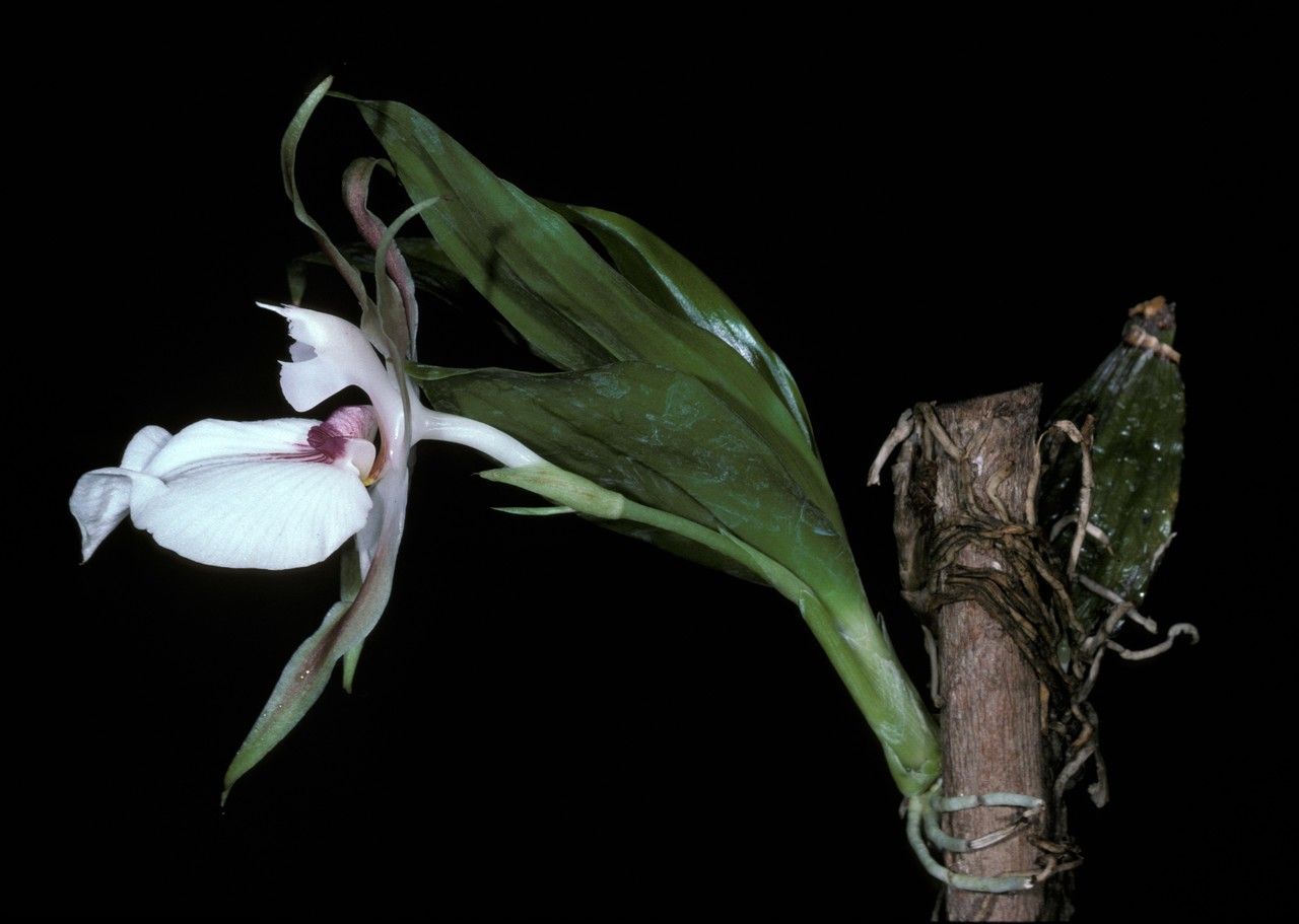 Zygosepalum labiosum habit