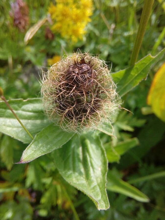 Centaurea nervosa fruit