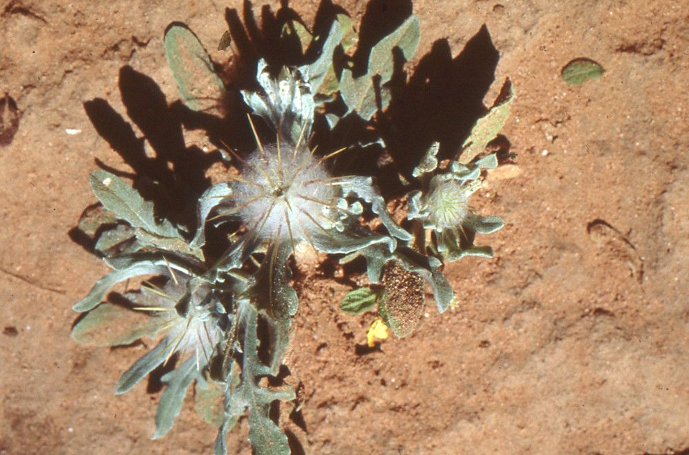 Centaurea eriophora habit