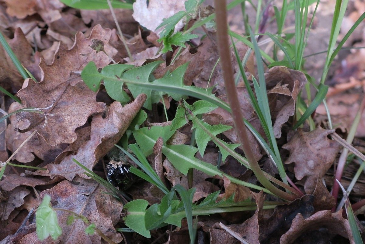 Taraxacum aquitanum leaf