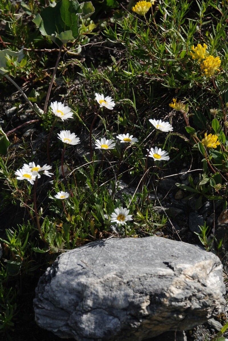 Leucanthemum halleri flower