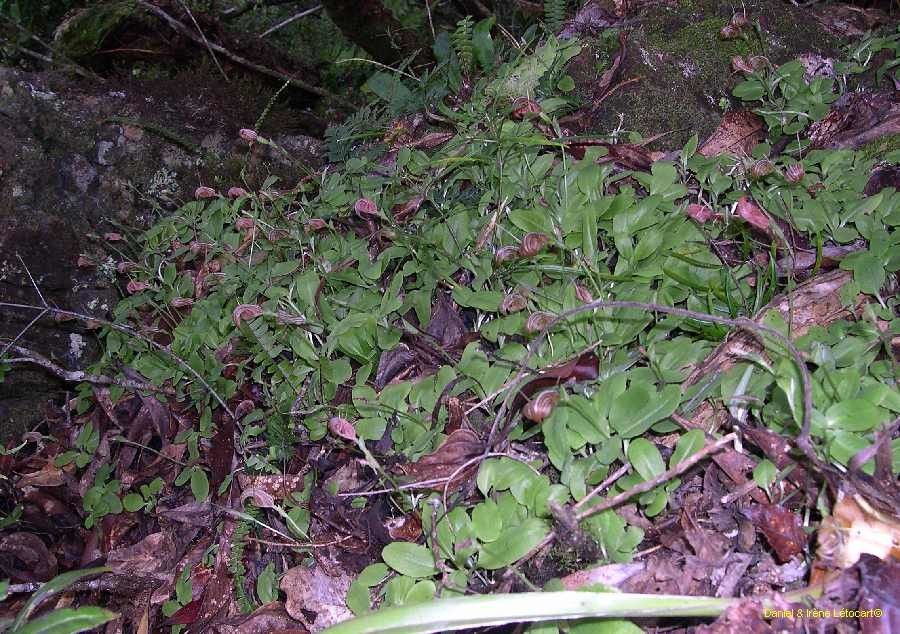 Pterostylis tenuicauda habit