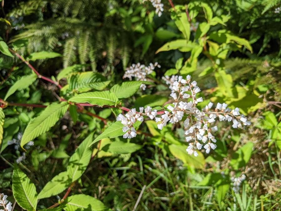 Persicaria campanulata flower