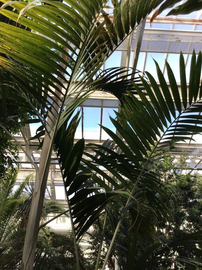 Dypsis pembana habit