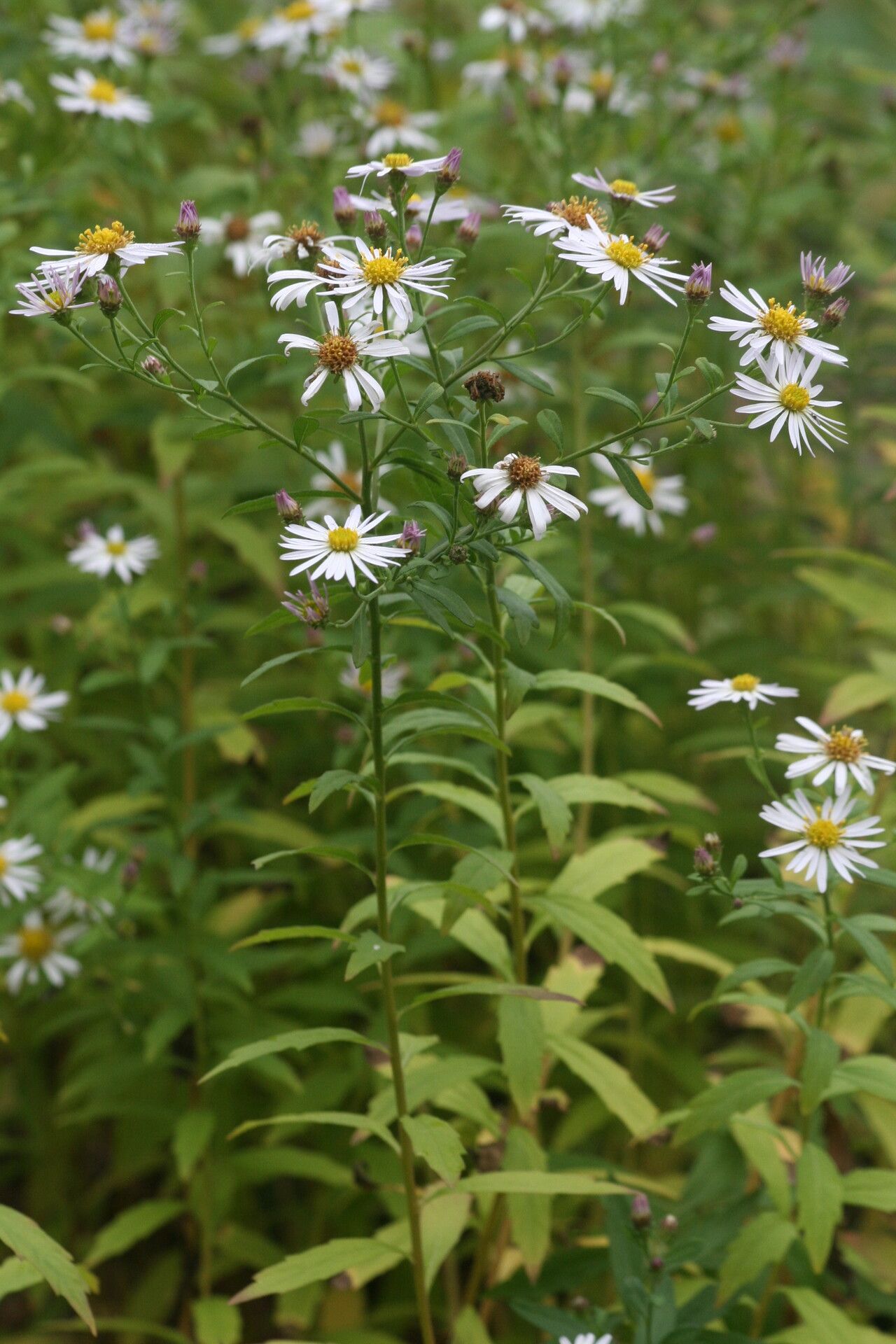 Aster albescens — related species from the same genus
