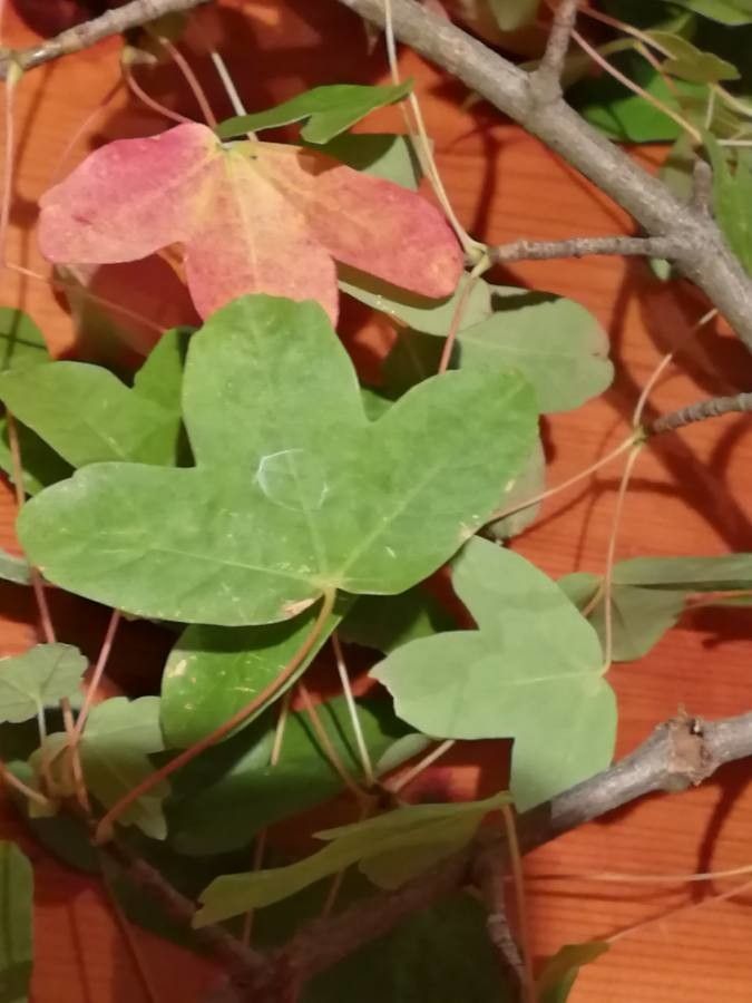 Acer monspessulanum leaf