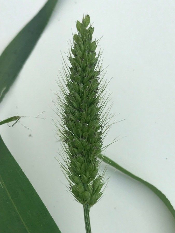 Setaria verticillata x Setaria italica subsp. viridis — search result for 'Setaria'