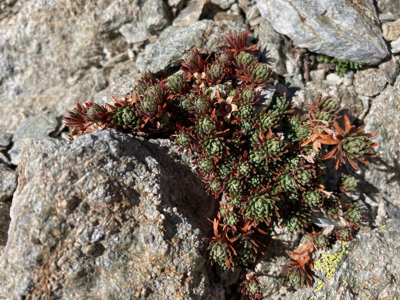 Saxifraga aretioides — search result for 'Saxifraga'