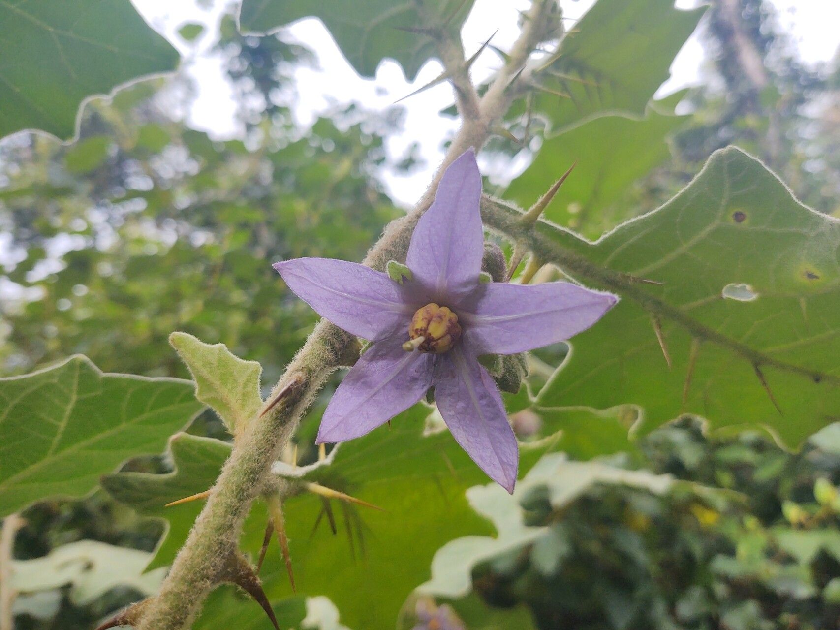 Solanum stagnale — houseplant care guide