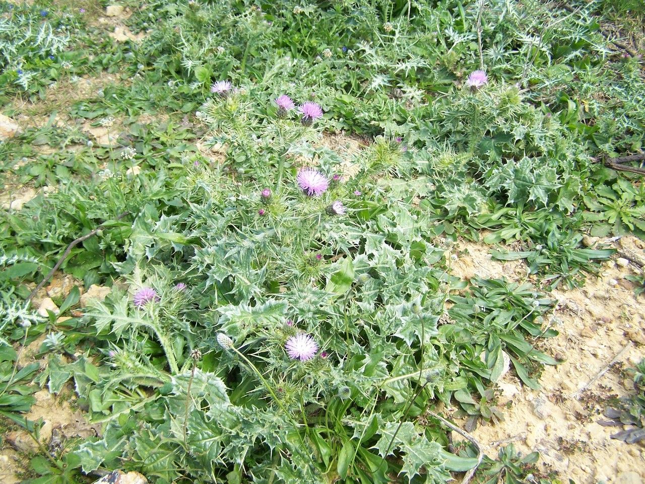Carduus spachianus flower