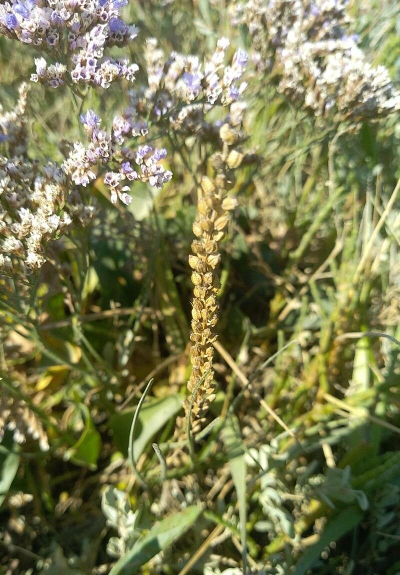 Triglochin maritimum flower