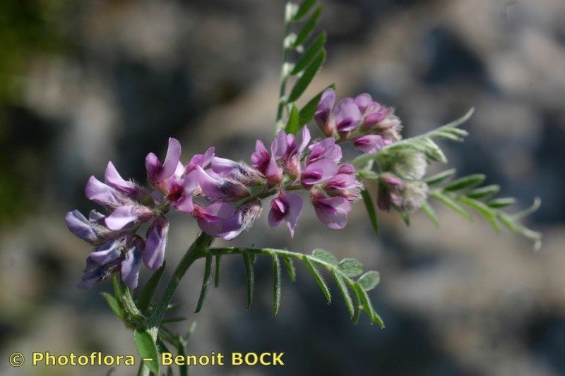 Vicia vicioides other