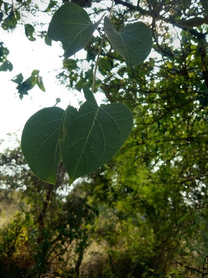 Dregea volubilis leaf
