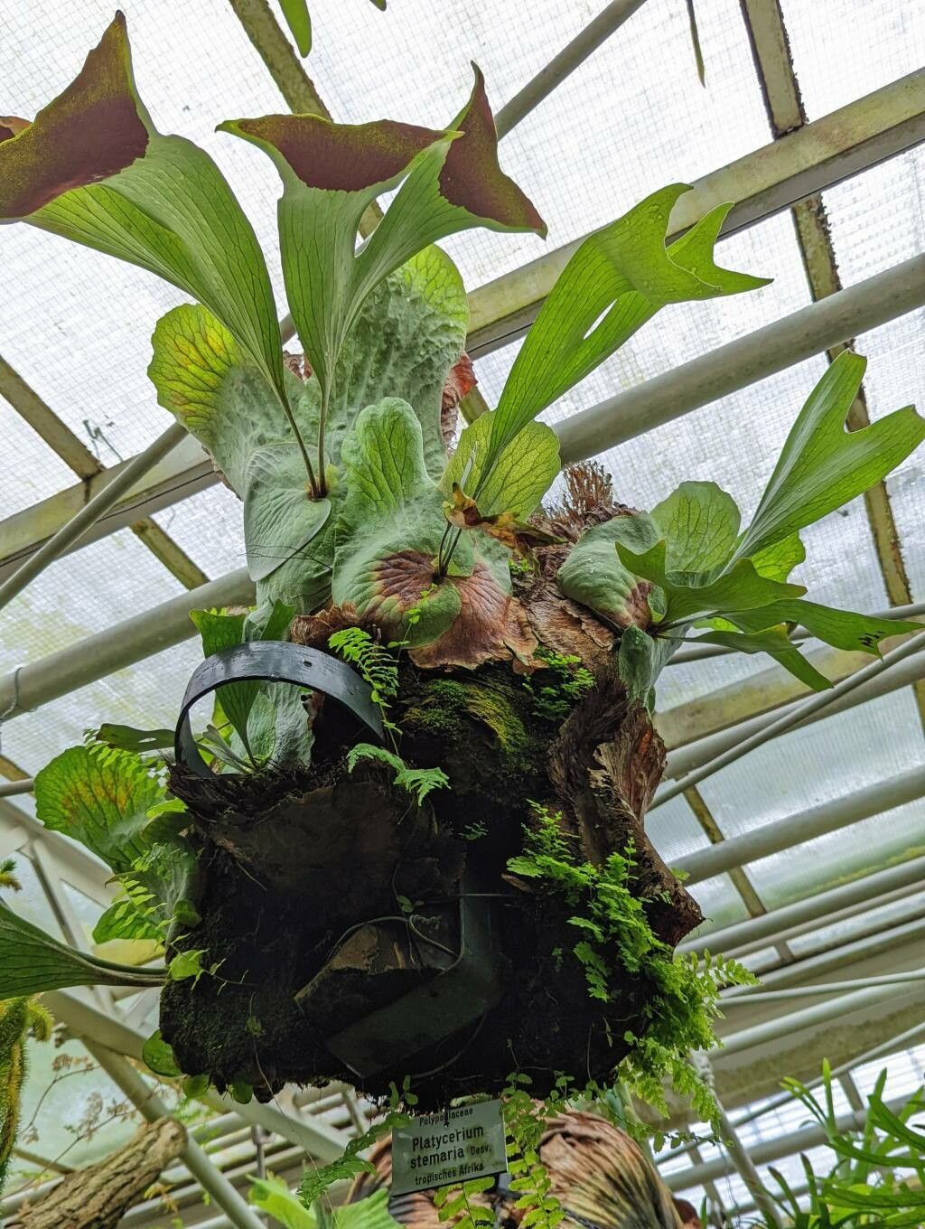 Platycerium stemaria habit