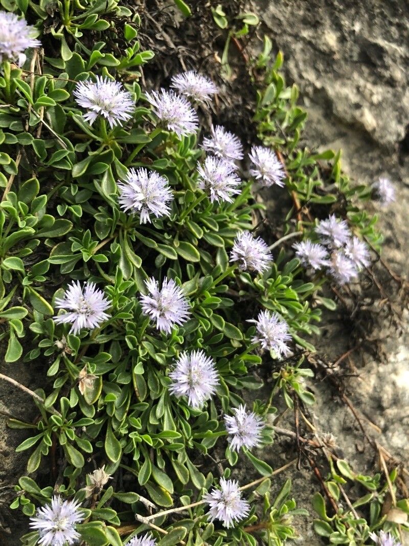 Globularia repens flower