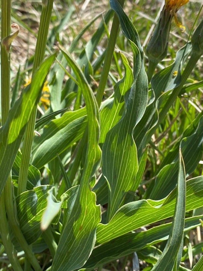 Scorzonera humilis leaf