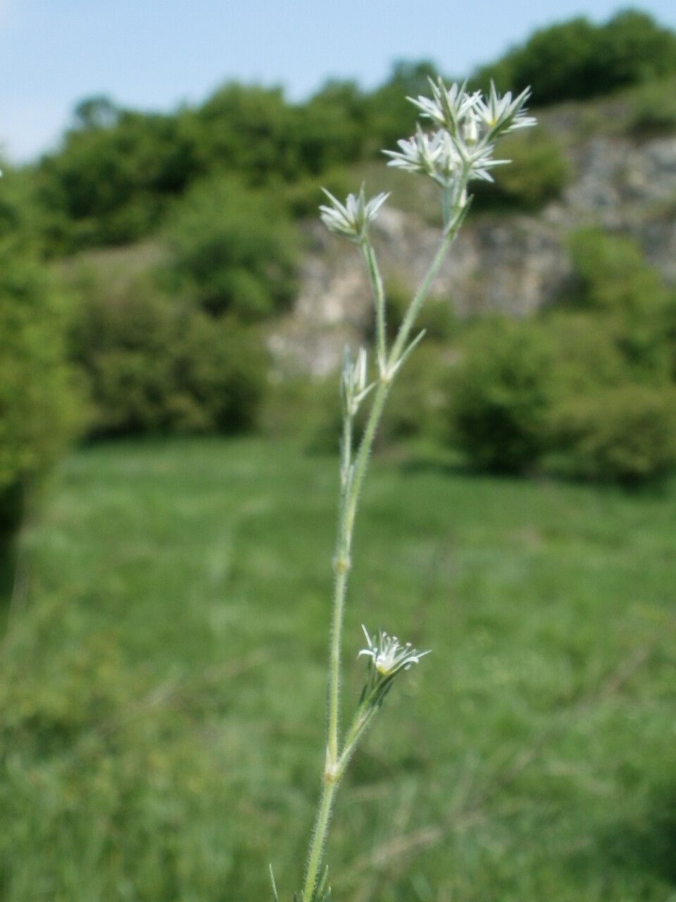 Minuartia glomerata flower