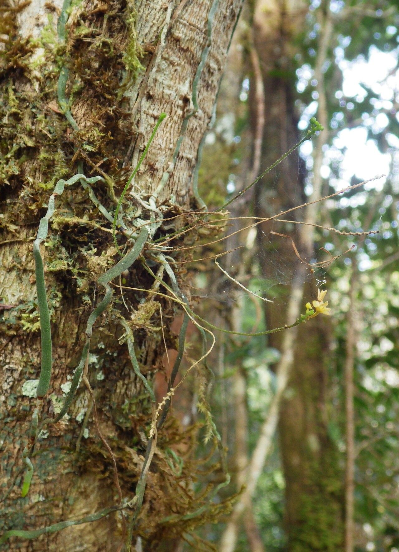 Taeniophyllum pyriforme habit