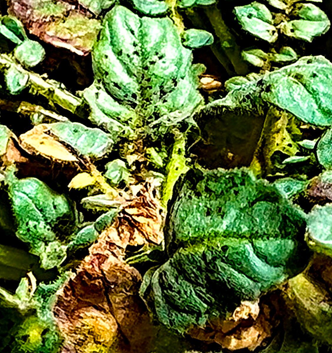 Chylismia walkeri — related species from the same genus