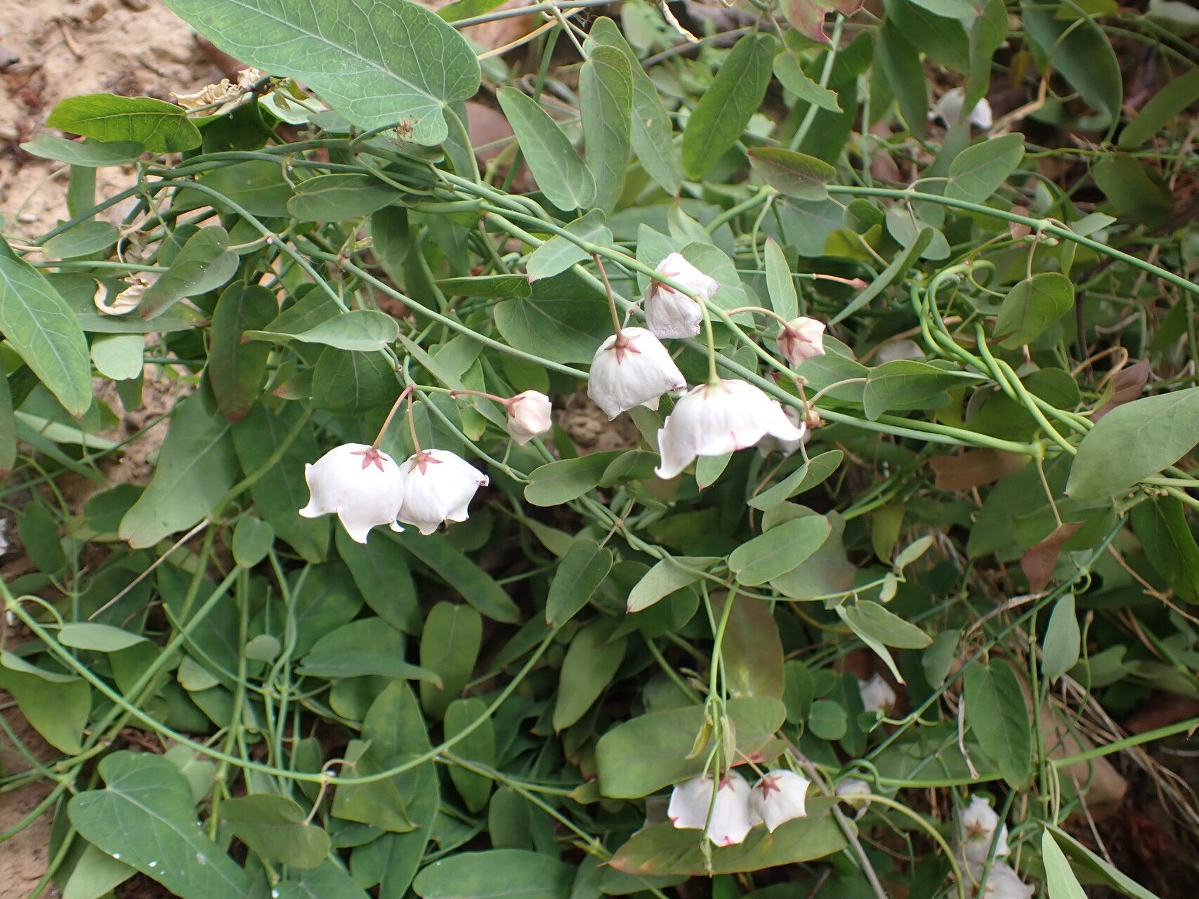 Oxystelma bornouense habit