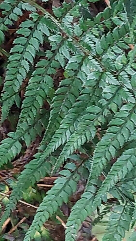 Dryopteris championii leaf