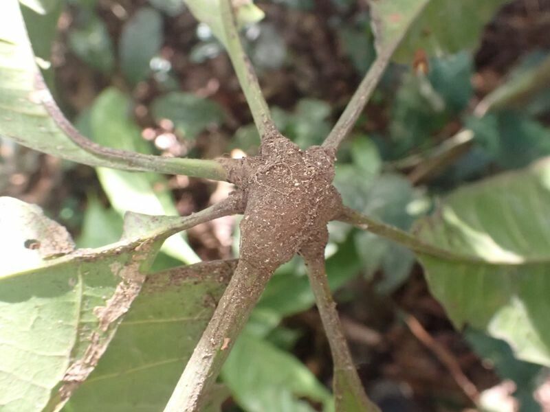 Cola pachycarpa bark