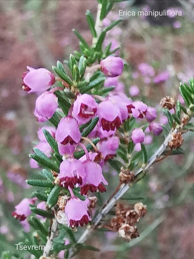 Erica manipuliflora flower
