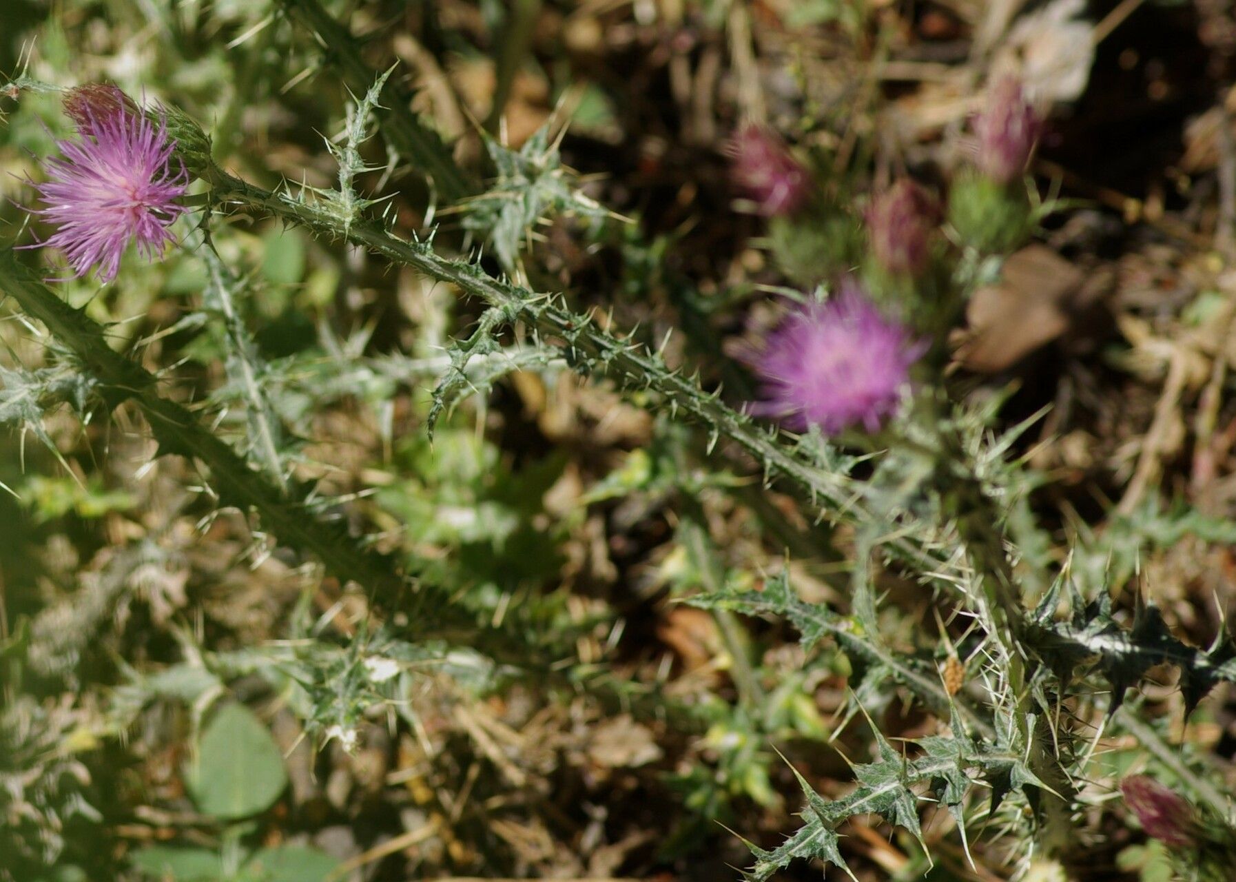 Carduus carpetanus bark