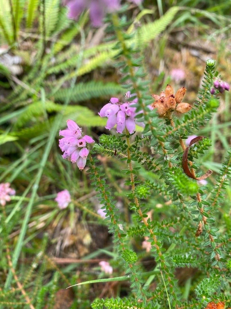 Erica mackaiana flower