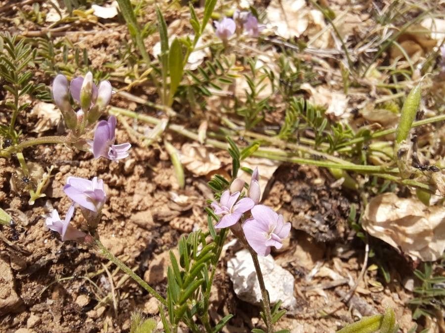 Astragalus austriacus fruit