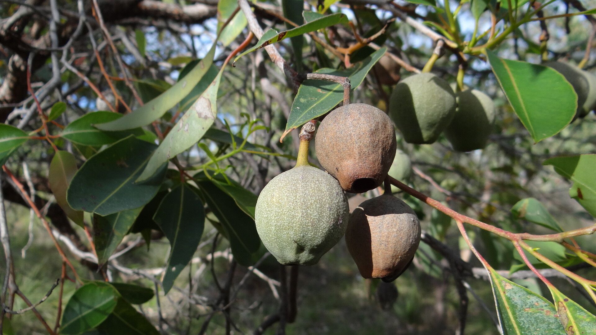 Corymbia calophylla fruit