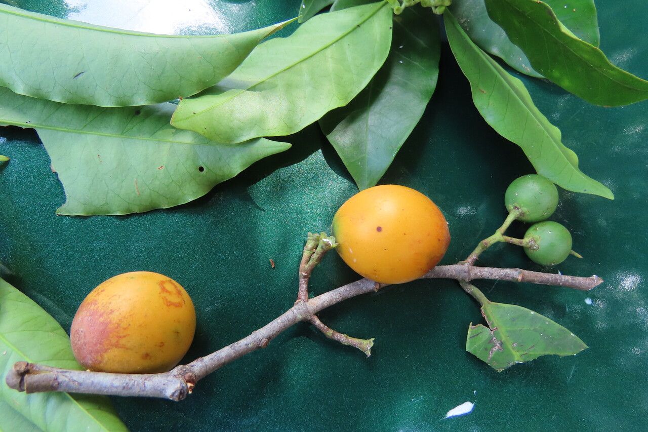 Lacmellea panamensis fruit