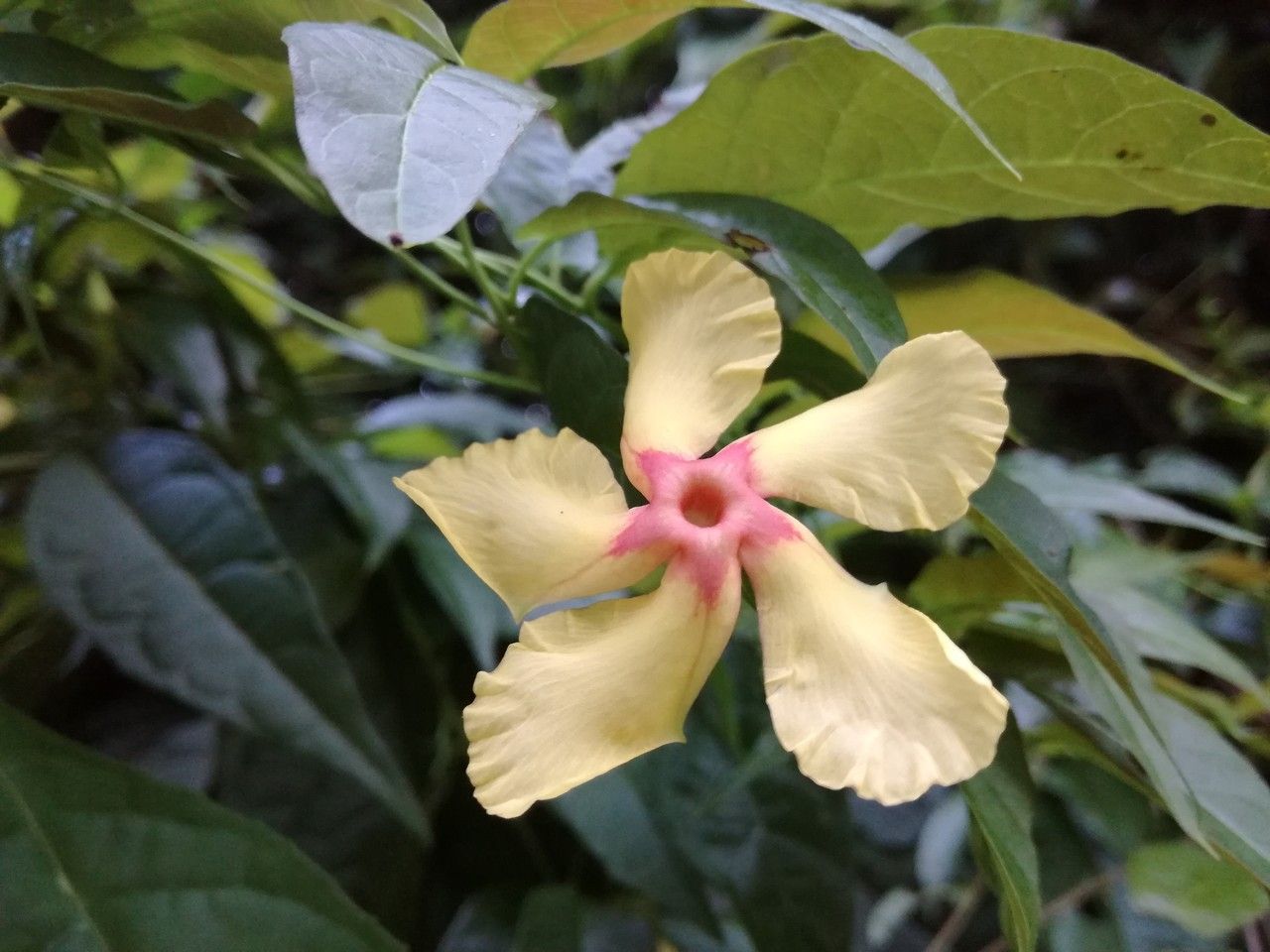 Mandevilla subsagittata flower