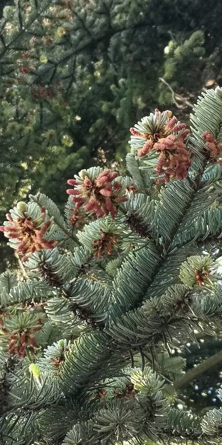 Abies nordmanniana flower