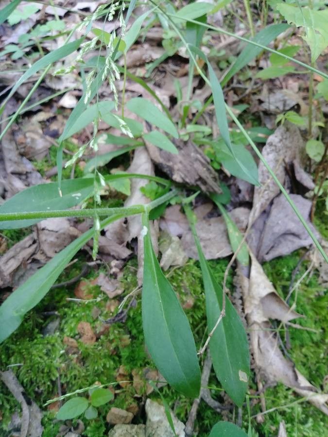 Silene virginica leaf