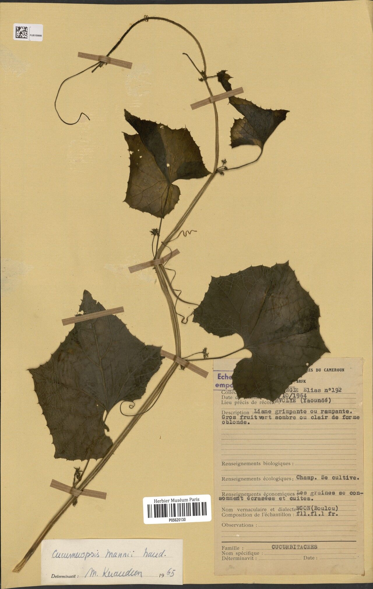 Melothria sphaerocarpa bark