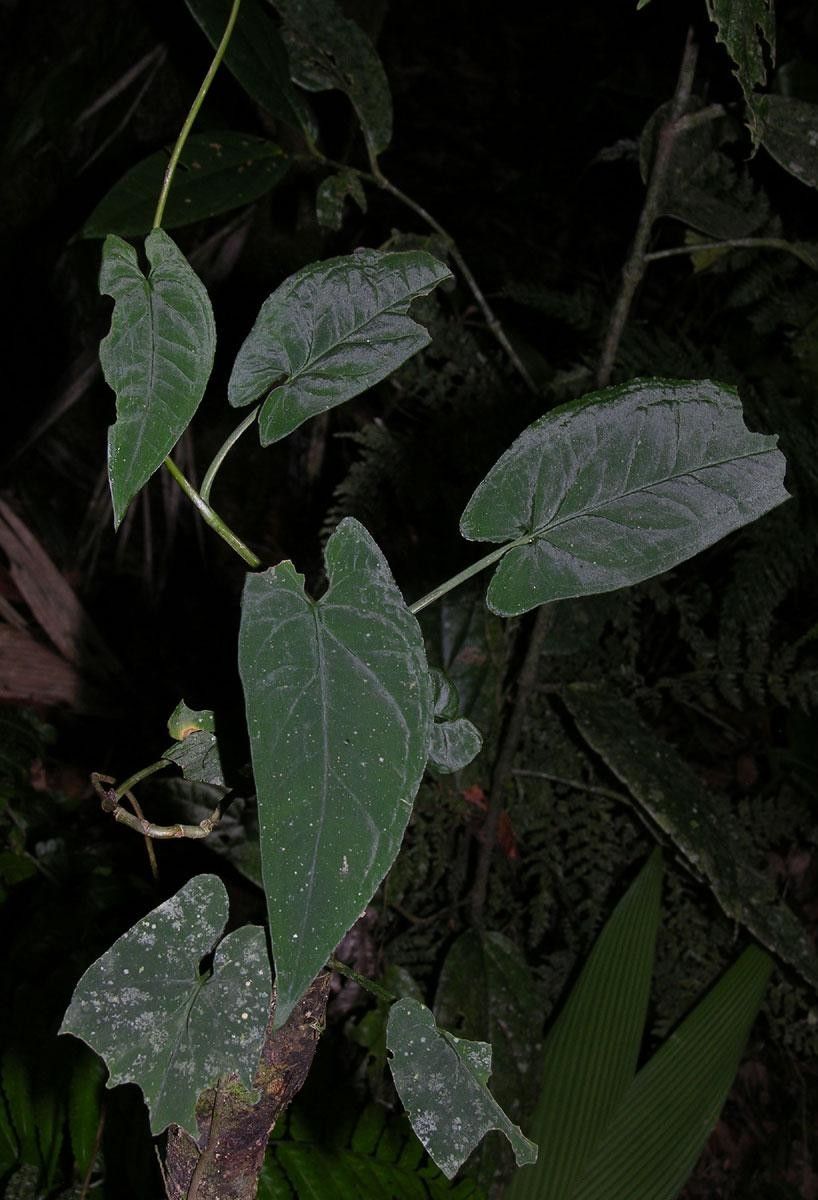 Syngonium rayi other