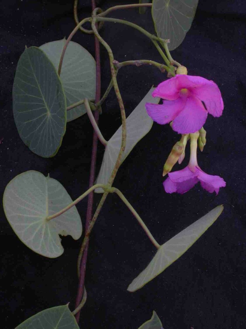 Stipecoma peltigera flower