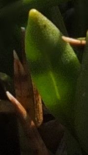 Werneria spathulata leaf